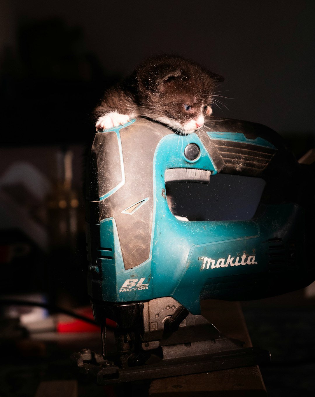 The Art of Drawing Readers In: Your attractive post title goes here Little kitten works in a carpentry workshop. Cutting wood with a jigsaw